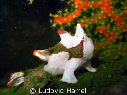 frog fish clown by Ludovic Hamel 